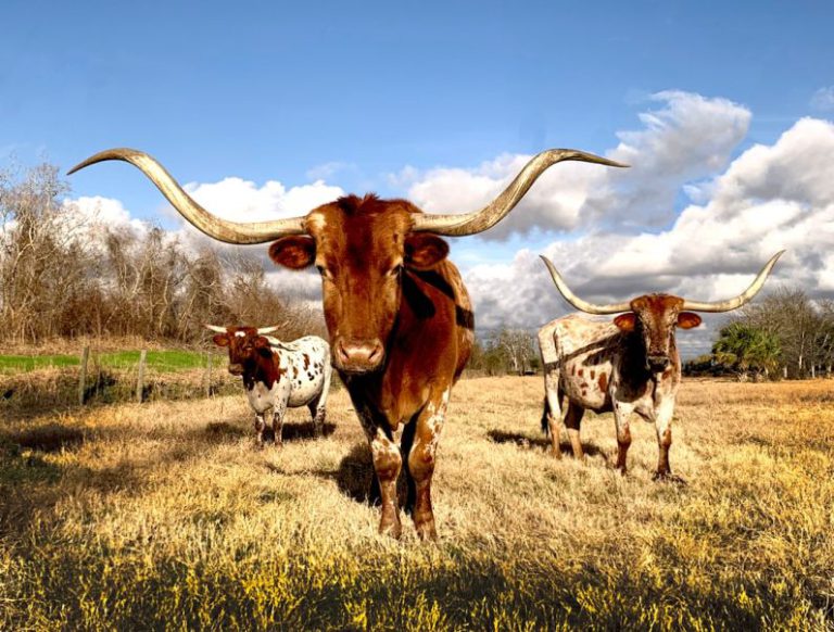 Texas - cows on grassy field under blue cloudy sky