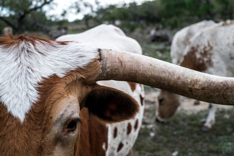 Texas - close-up photography of white and brown cattel