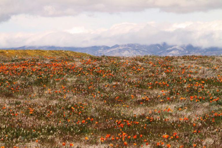 Texas - orange flower field near brown mountains under white cloudy sky