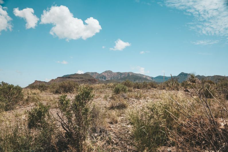 Texas - grass field