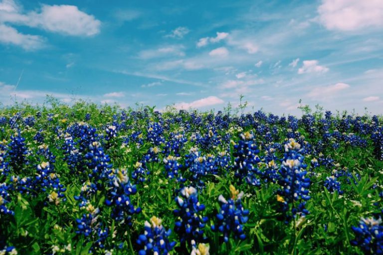 Texas - blue petaled flowers under white clouds photo