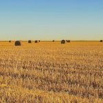 Texas - brown grass field