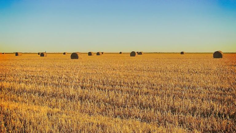 Texas - brown grass field