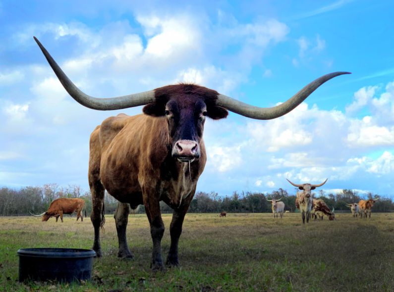 Texas - brown cow