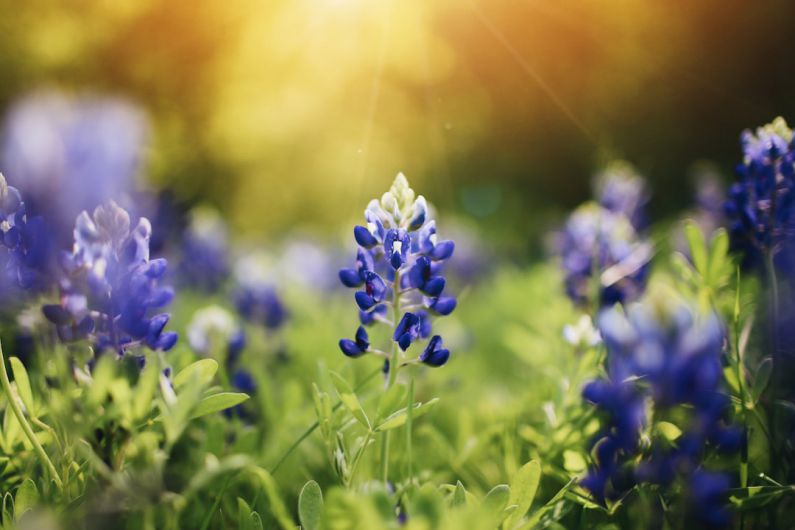 Texas - blue petaled flowers