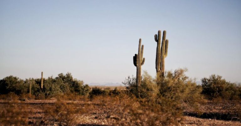 Texas - Two Green Cactus Plants at Daytime