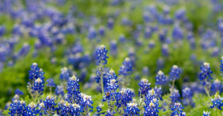 Texas - Field of Texas Bluebonnet