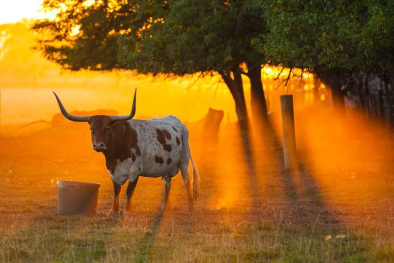 Texas - white and black cow on grass field during sunset