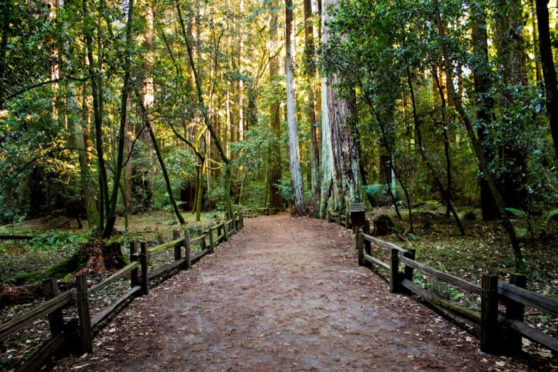 Outdoor - pathway in forest with yellow sunlight