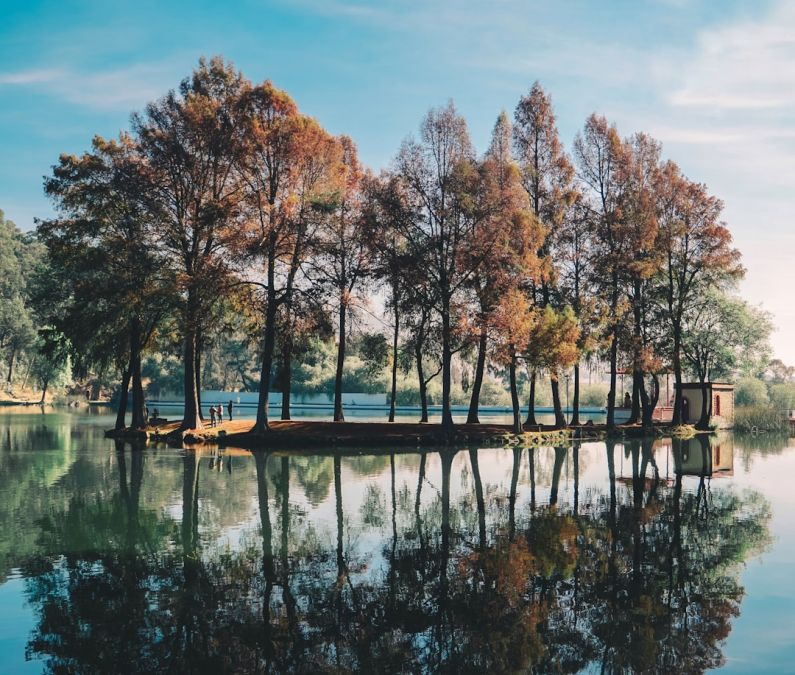 Outdoor - trees surrounded by body of water